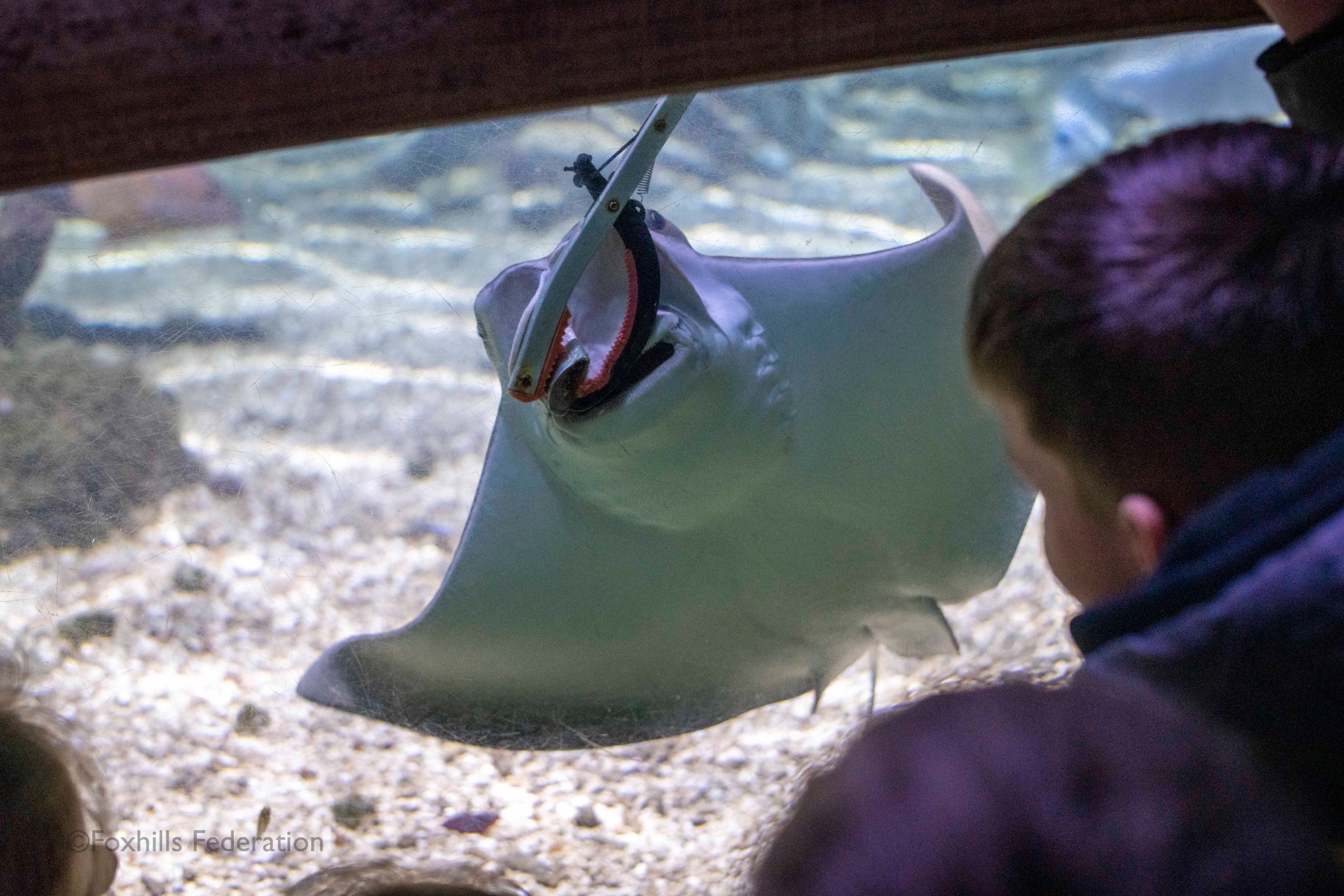 A stingray is fed with a plastic claw