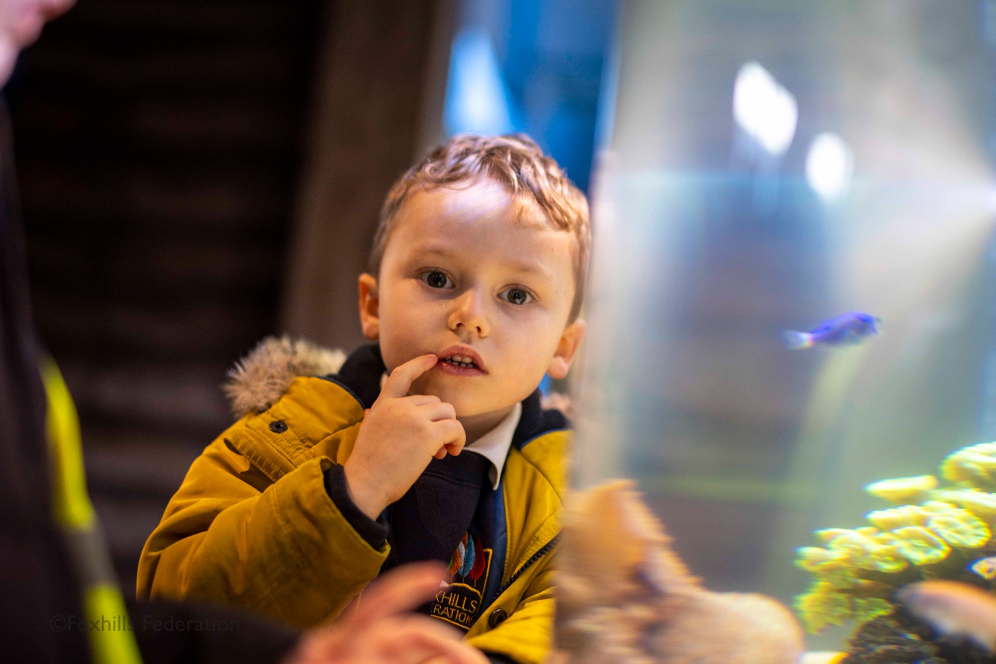 A boy thinks about the fish in the tank in front of him