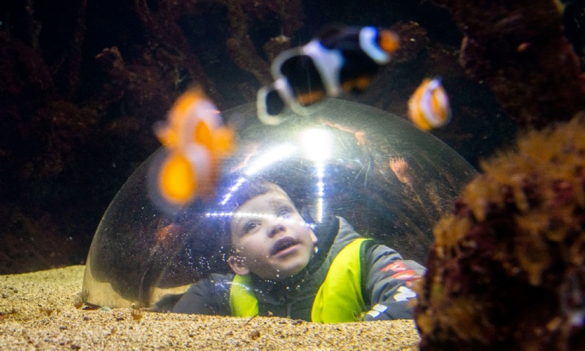 A boy in a glass bubble looks in amazement at the fishes around him.